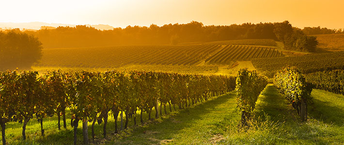 vineyard bordeaux