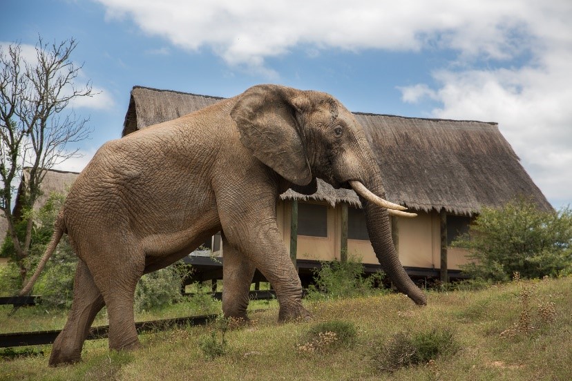 South Africa Addo Elephant National Park