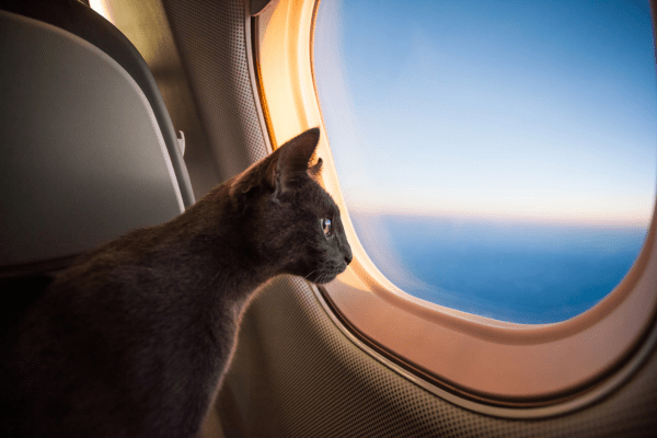 A cat looking out of a plane window