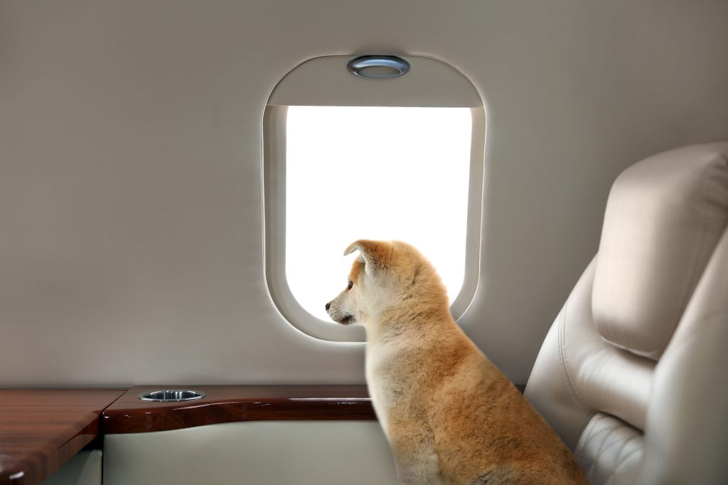 Benefits of Pet-Friendly Group Air Charter