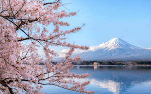 Cherry Blossom Season in Japan
